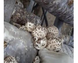 四川保水膜免割袋